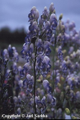  Aconitum x stoerkianum Bicolor